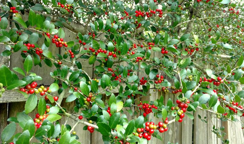 Yaupon Holly With Cheerful Red Berries
