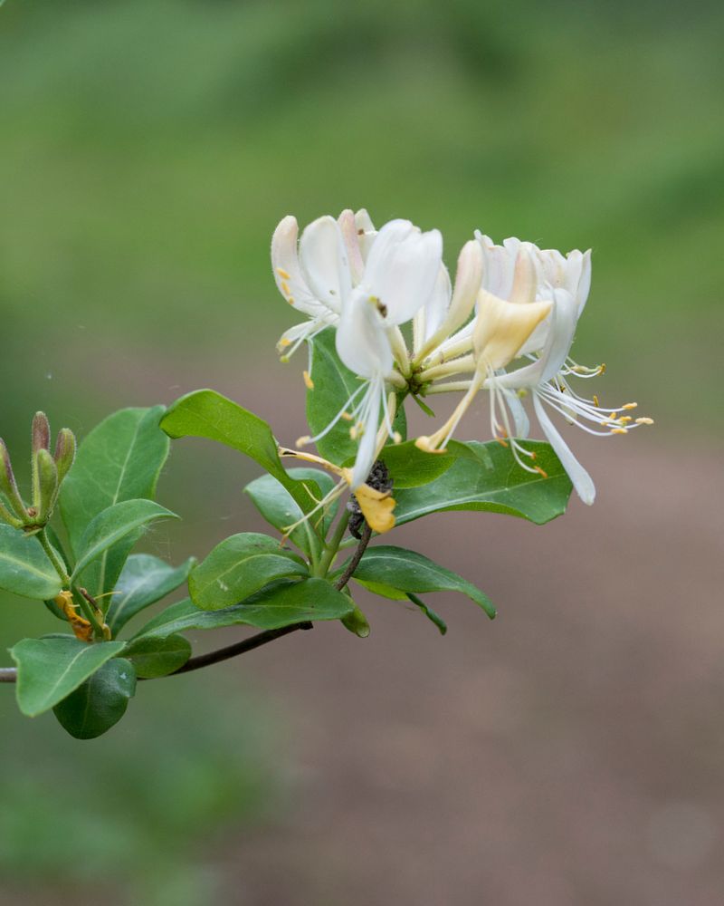 Honeysuckle Draping Spaces With Sweet Perfume