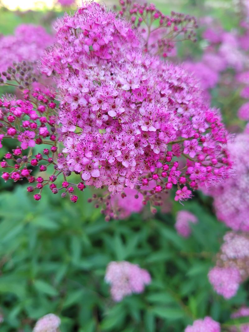 Spirea (Especially Japanese Spirea)
