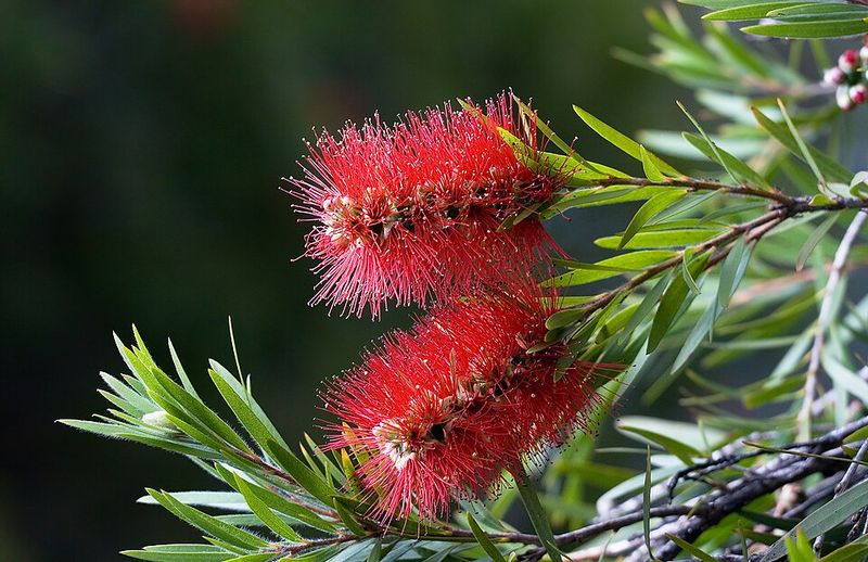 Dwarf Bottlebrush Adds Form And Flowering Stems