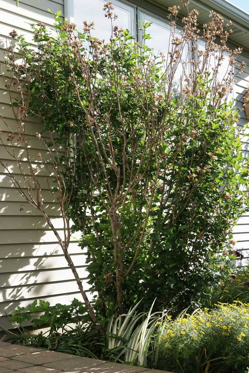 Rose Of Sharon Grows Back Stronger After Early Season Cutting