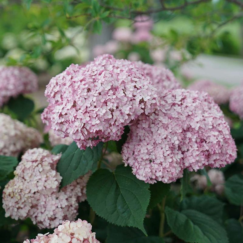 Smooth Hydrangea Can Be Cut Back Before Growth Starts