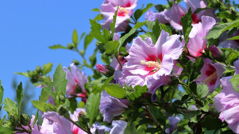 Rose Of Sharon With Bold Summer Flowers