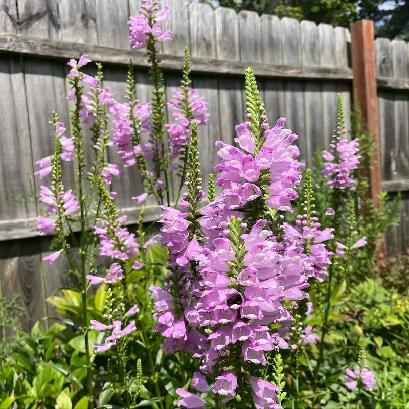 Obedient Plant That Slowly Takes Over Flower Beds