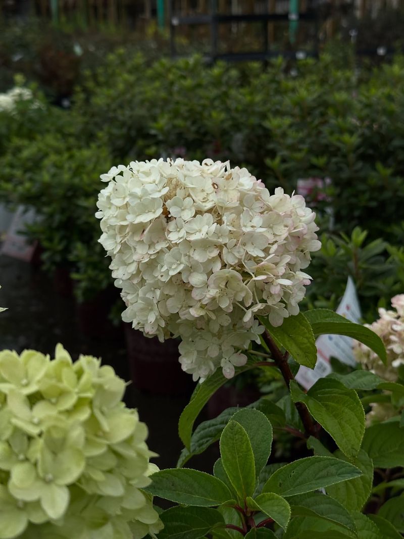 Panicle Hydrangea And Its Towering Bloom Clusters