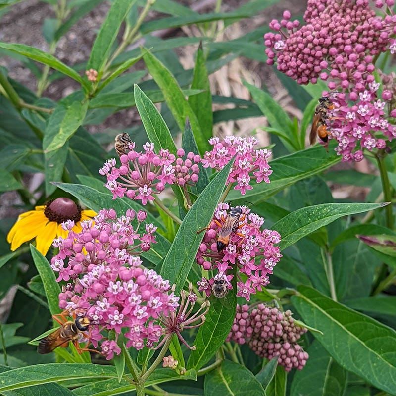 Rain Garden With Swamp Milkweed That Soaks Up Storms