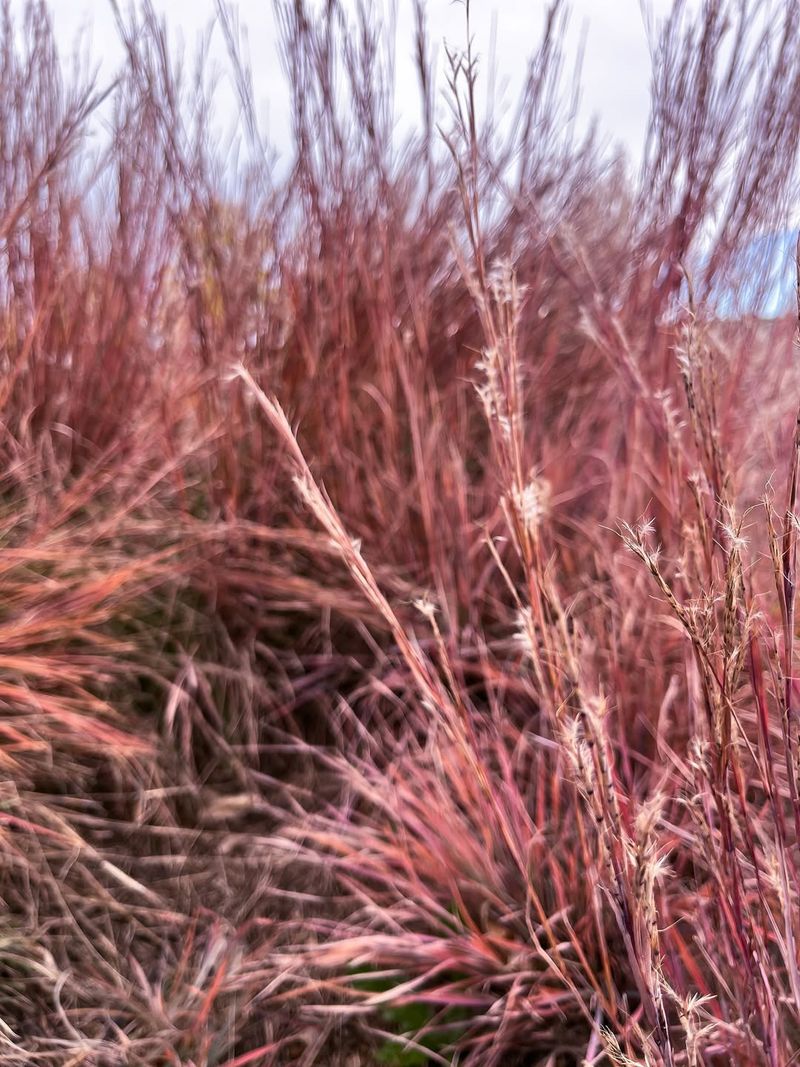 Little Bluestem