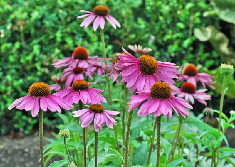 Purple Coneflower