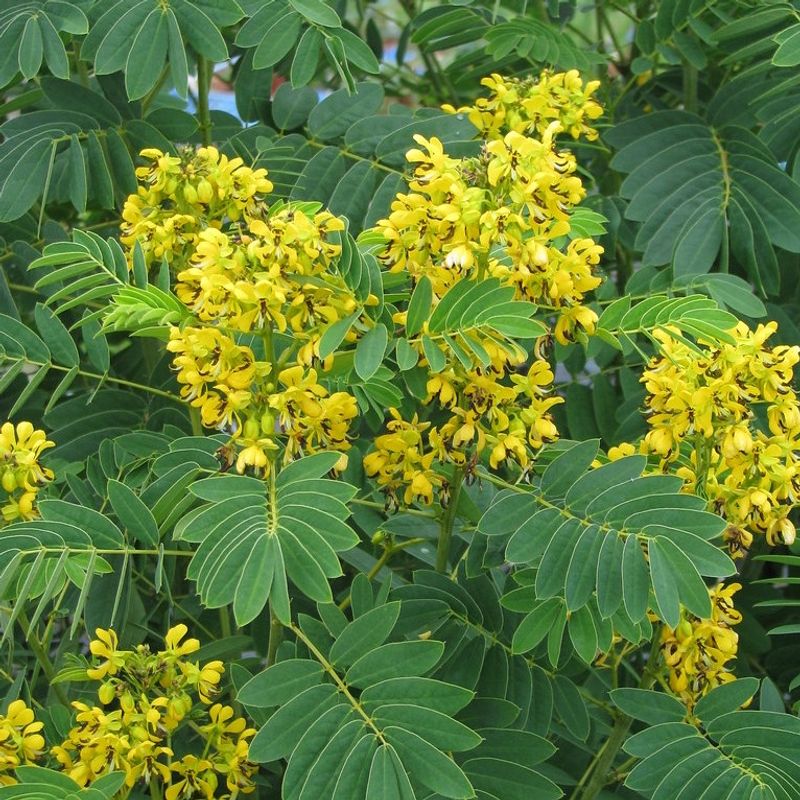 Wild Senna (Senna Hebecarpa)