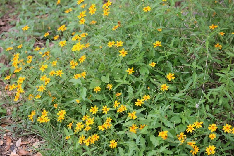 Zexmenia (Wedelia Texana)
