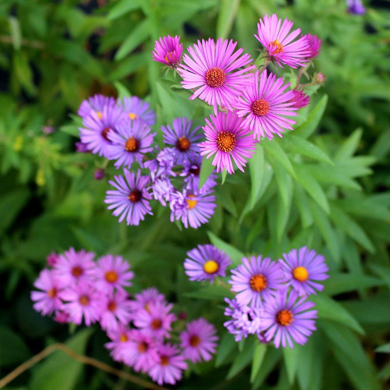 New England Aster (Symphyotrichum Novae-Angliae)