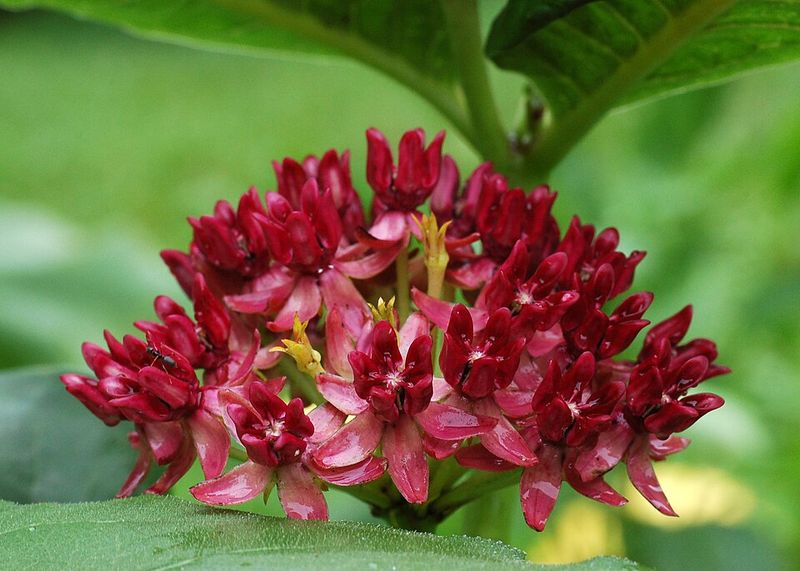 Purple Milkweed Adds Color And Nectar To Gardens