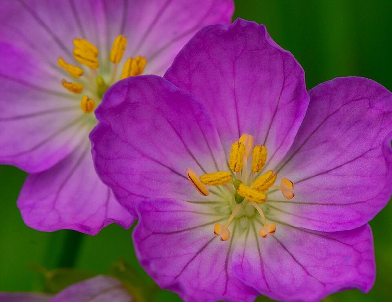 Wild Geranium Adds Soft Spring Color To Shady Spots