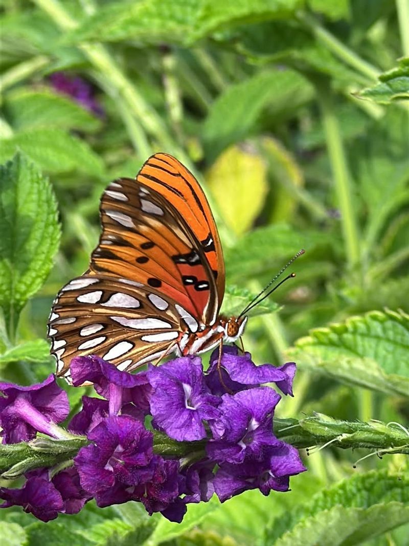 Blue Porterweed Keeps Butterflies Coming All Season