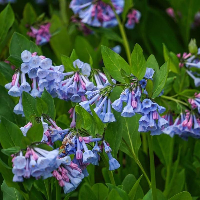 Virginia Bluebell Carpeted In Spring Color