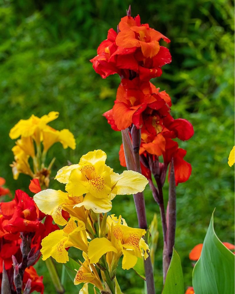 Cannas With Their Bold Tropical Flair