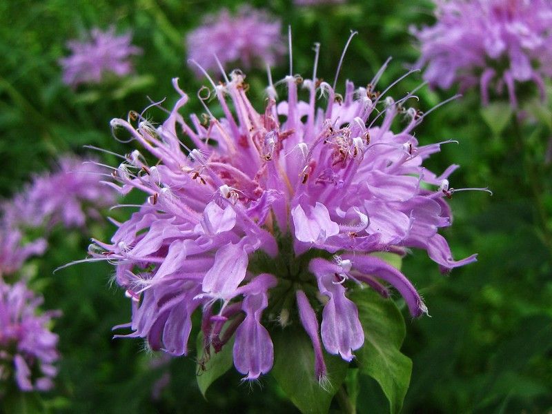 Wild Bergamot Adds Fragrance And Pollinator Appeal