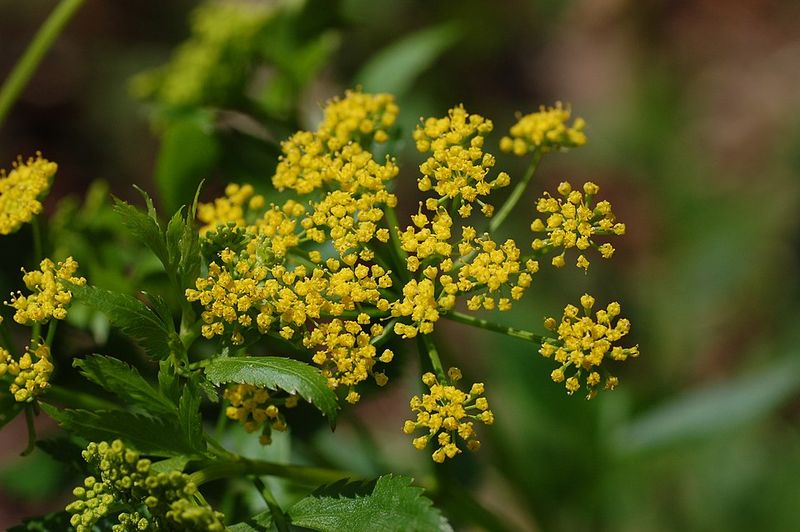 Golden Alexanders Welcome Spring Without Fuss