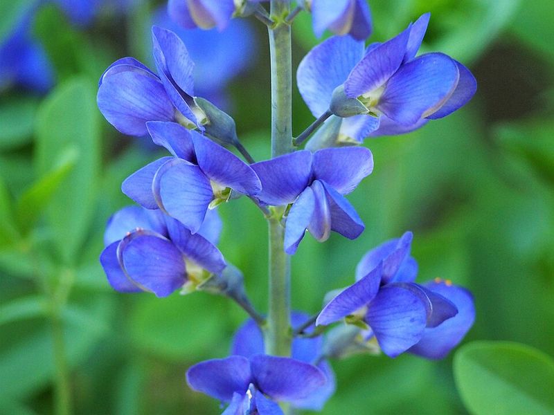 Blue False Indigo Adds Strong Shape And Lasting Beauty