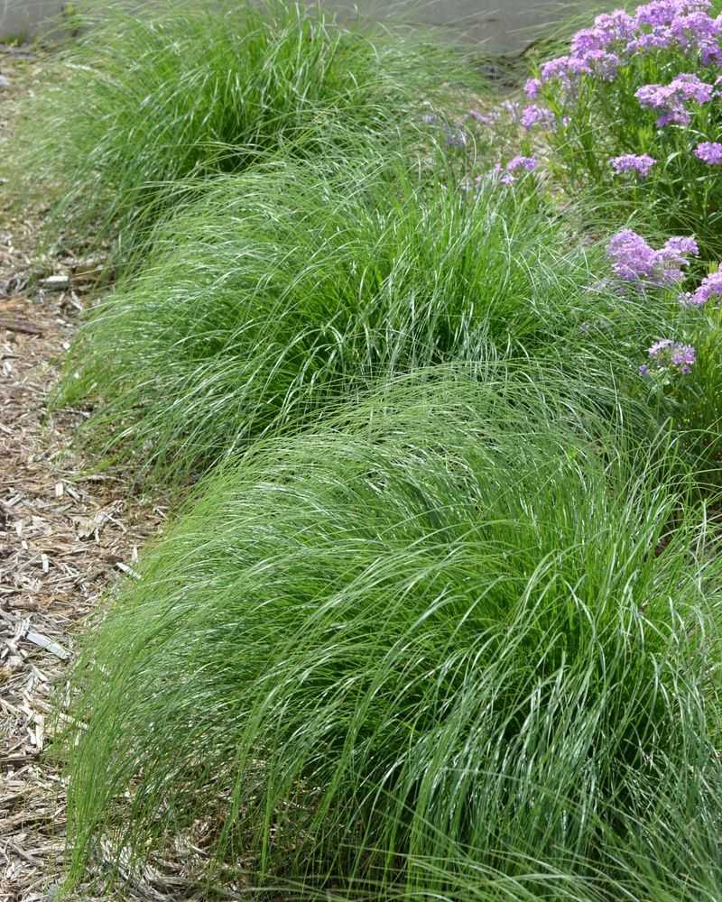 Prairie Dropseed Handles Dry Windy Sites