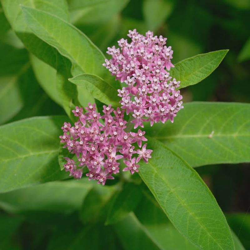Swamp Milkweed Thrives In Moist Garden Soil