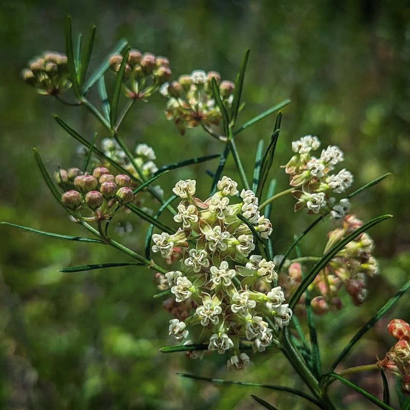 Whorled Milkweed With Feathery Grace