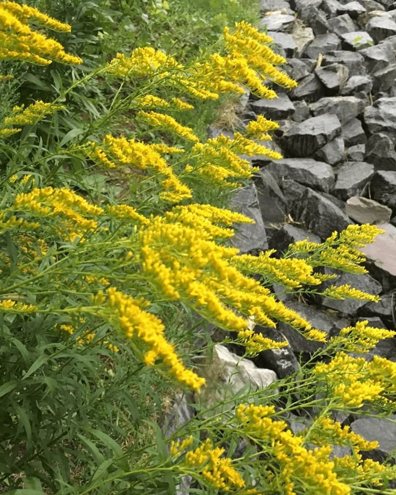 Goldenrod Produces Late Season Color In Hot Weather