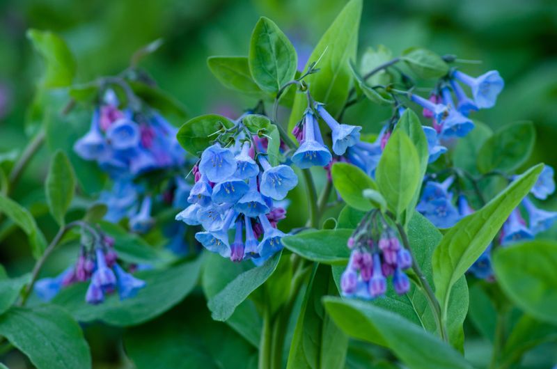 Virginia Bluebells Bring A Dreamy Spring Splash