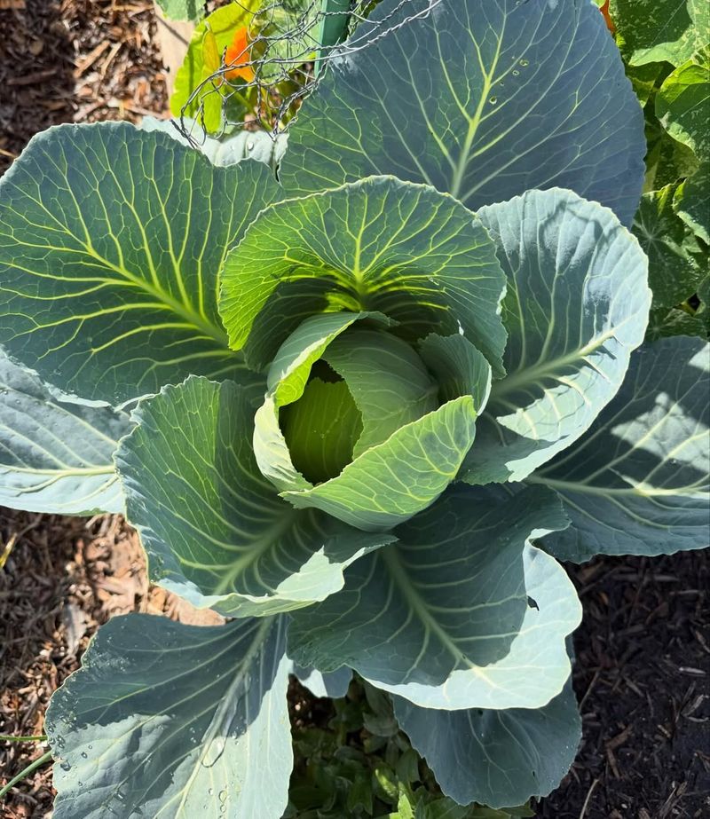Cabbage With Crunch And Classic Flavor