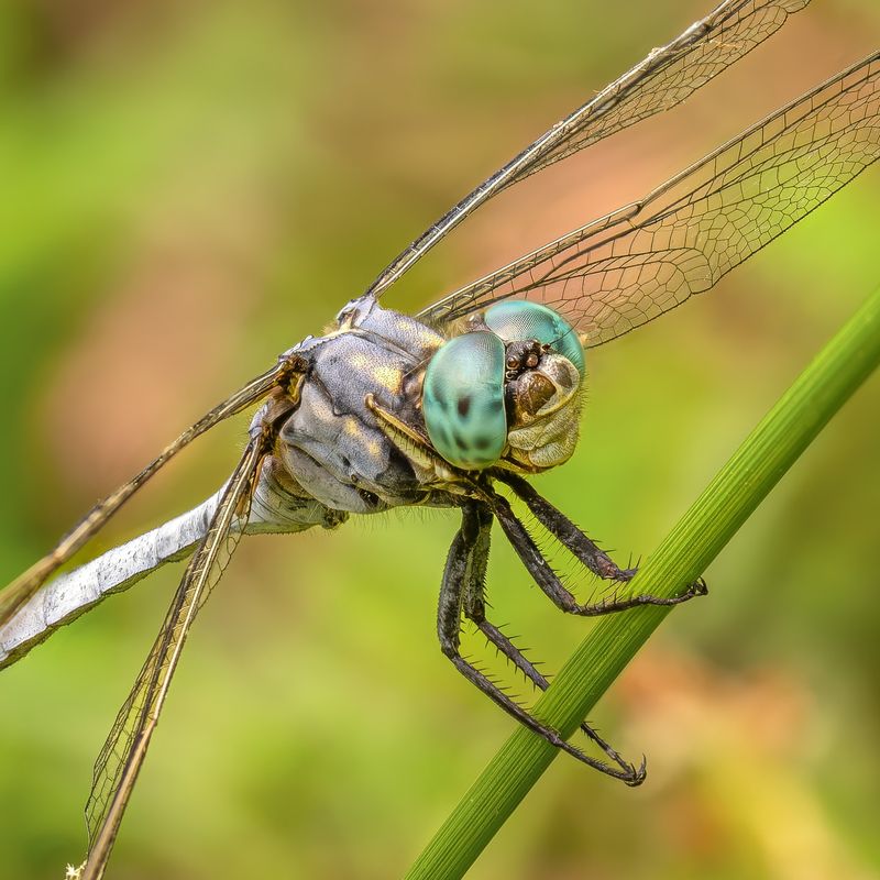 Santa Barbara Sedge For Natural Pondside Texture