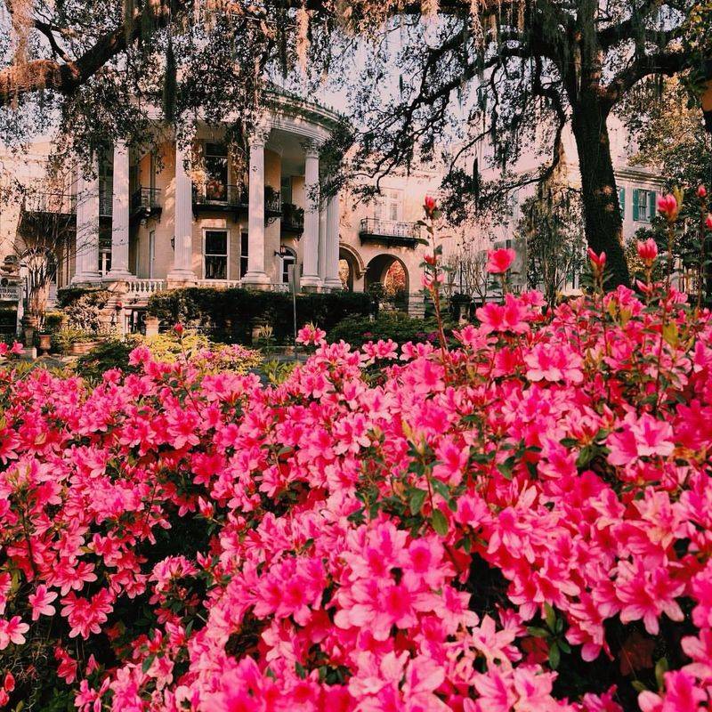 Azalea Thriving In Vibrant Southern Blooms