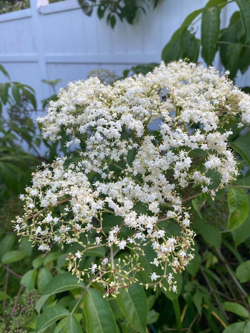 American Elderberry Benefits From Early Spring Pruning