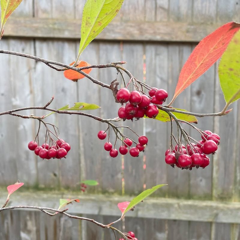 Red Chokeberry (Aronia Arbutifolia)