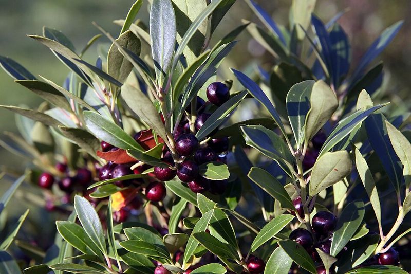 Inkberry Provides Evergreen Cover And Winter Food For Birds