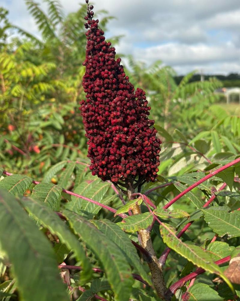 Smooth Sumac Adding Zesty Color And Texture