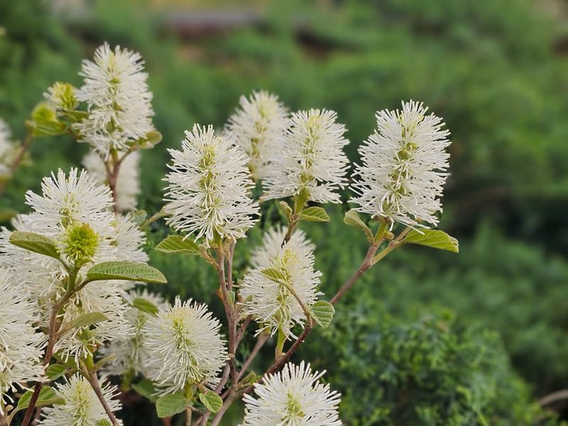 Fothergilla Delivers Fragrant Spring Blooms And Strong Color