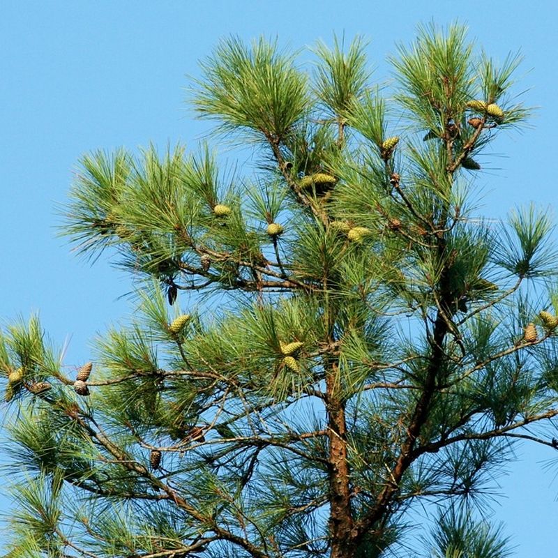 Slash Pine Grows Strong With Minimal Water