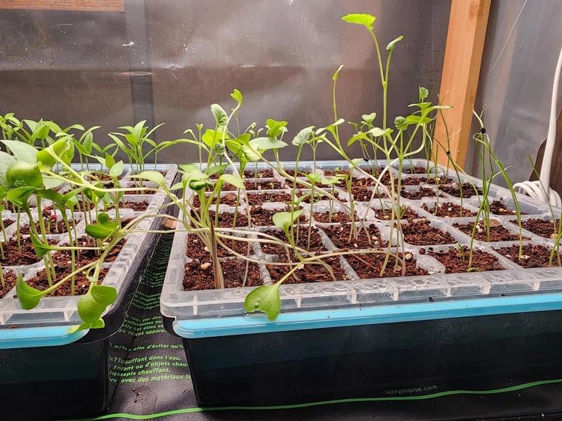 Broccoli Produces Tender Florets And Benefits From Indoor Starts