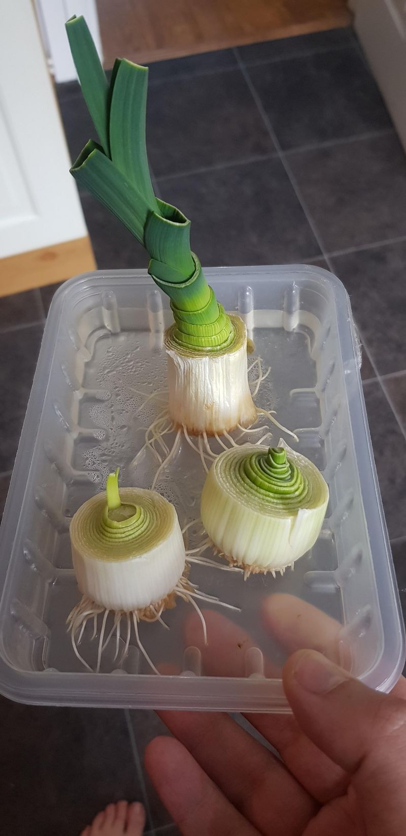 Leeks That Regrow Like Clockwork