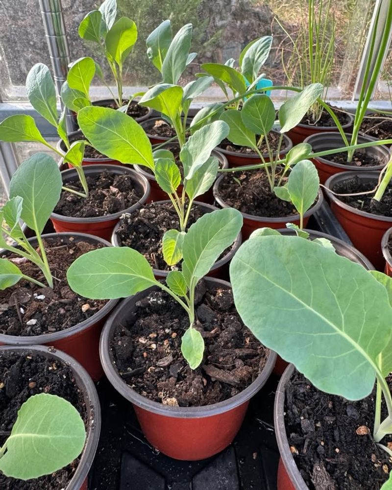 Cauliflower Needs An Early Start In North Carolina