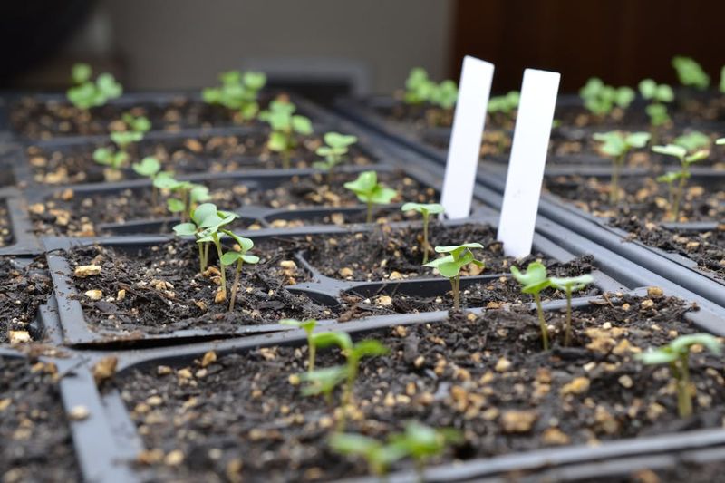 Lettuce Germinates Quickly In Small Indoor Containers