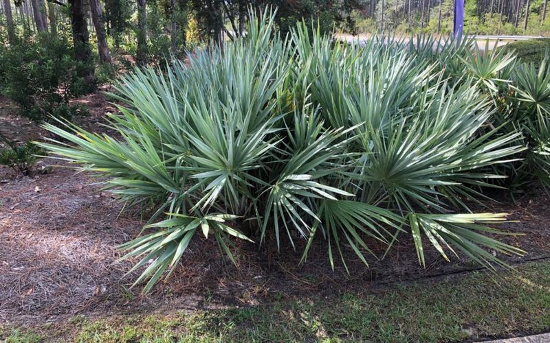 Saw Palmetto Keeps It Wild And Lush