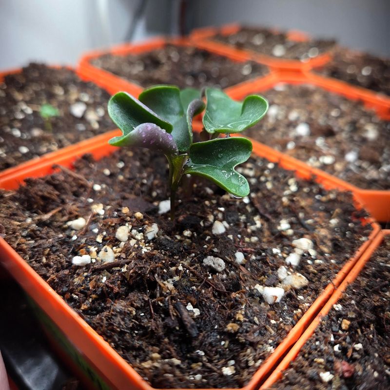 Cauliflower Stays On Track With Early Indoor Sowing