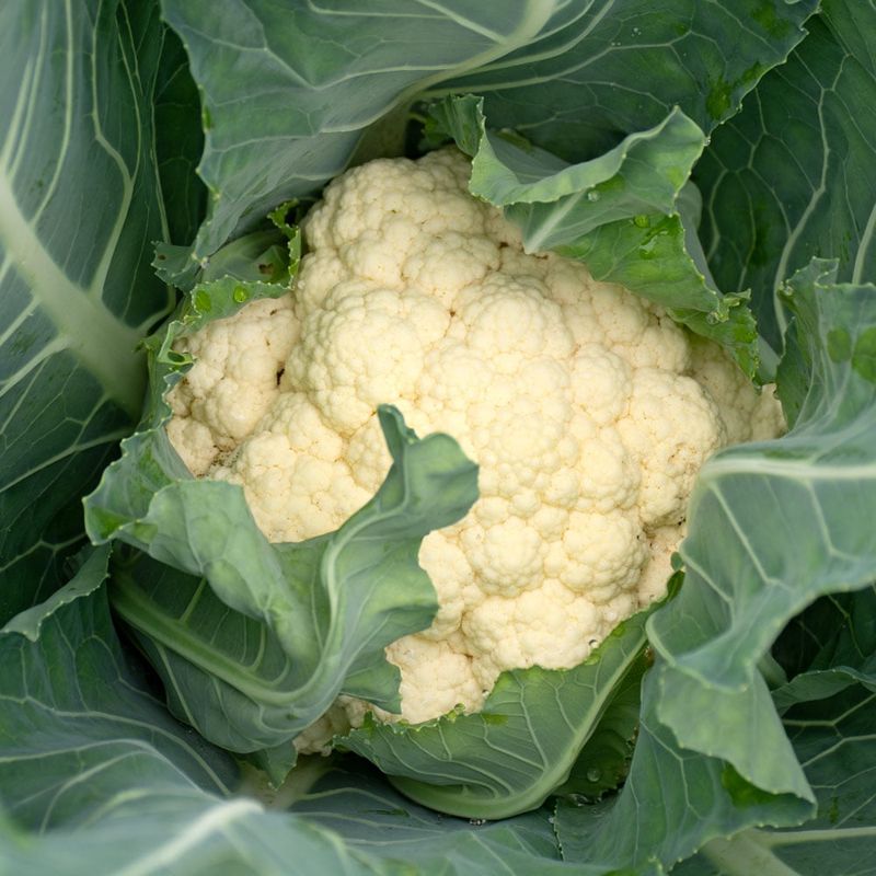 Cauliflower Showing Off Snowy Heads