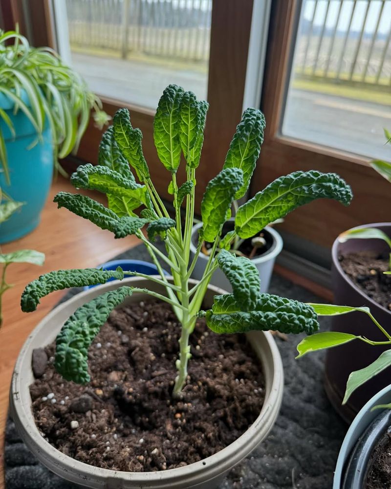 Kale With Its Bold, Leafy Layers