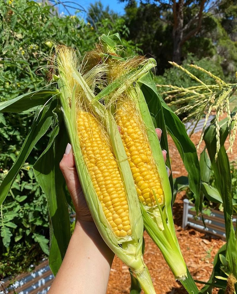 Corn Which Shades Tomato Sunlight