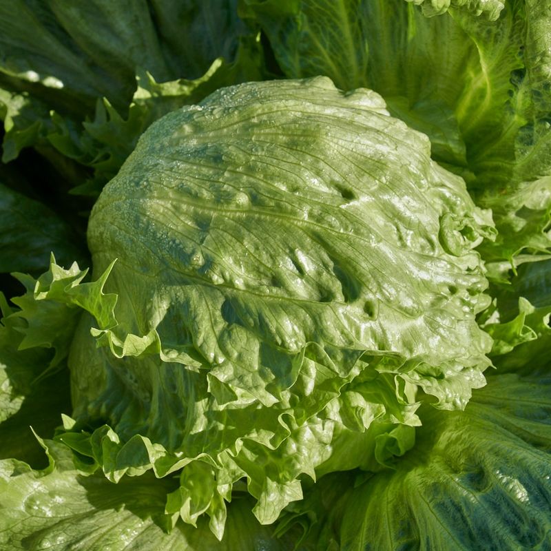 Iceberg Lettuce With Crisp, Refreshing Bite