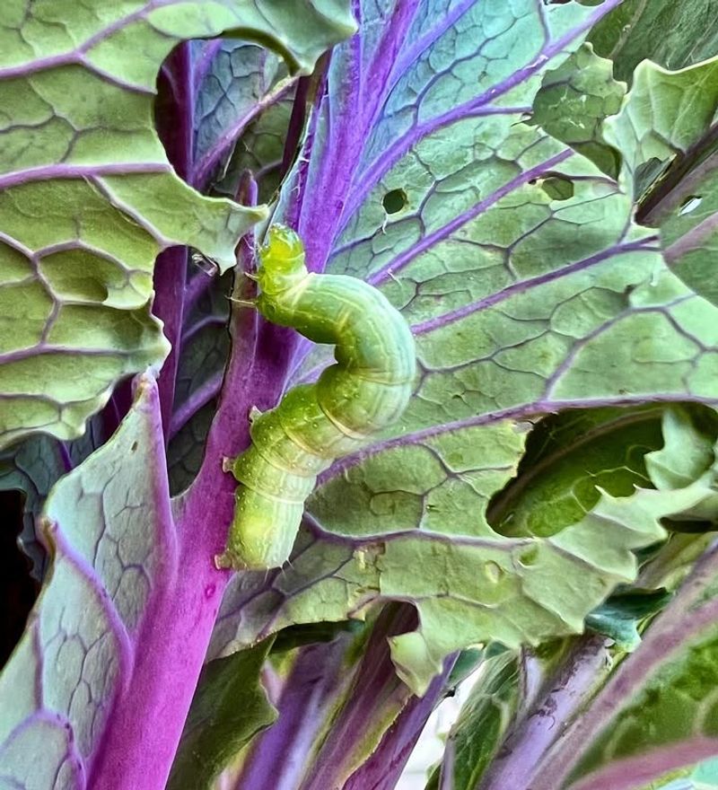 Cabbage Looper