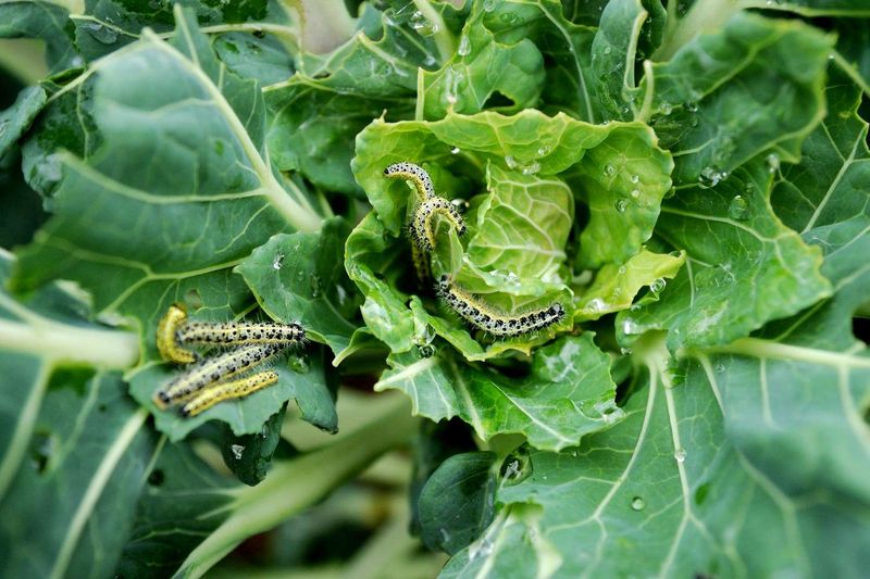 Cabbage Worms Target Popular Spring Vegetables