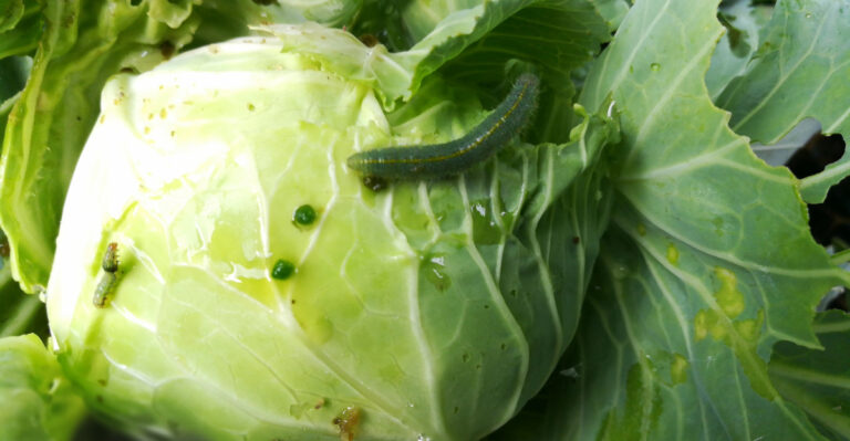 cabbage worms